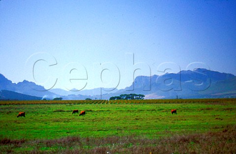 Cattle grazing with vineyards beyond on   Vlottenberg Estate In the distance are   the Jonkershoek Mountains Stellenbosch   Cape Province  South Africa
