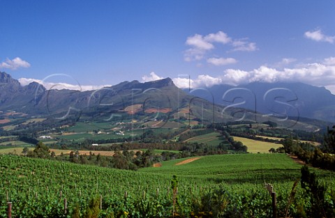 Thelema Mountain Vineyards on the slopes of the Simonsberg mountain are some of the highest in the Stellenbosch region  South Africa
