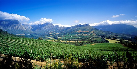 Thelema Mountain Vineyards  view over   Chardonnay vineyard to the Banhoek Valley with the Helderberg Mountain range in the distance   Stellenbosch South Africa