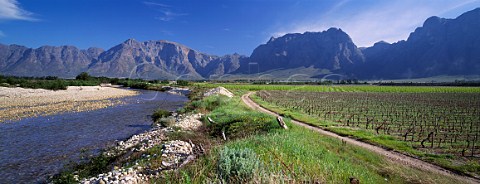 Vineyards in the Berg River valley near Wolseley   Cape Province South Africa           Worcester WO