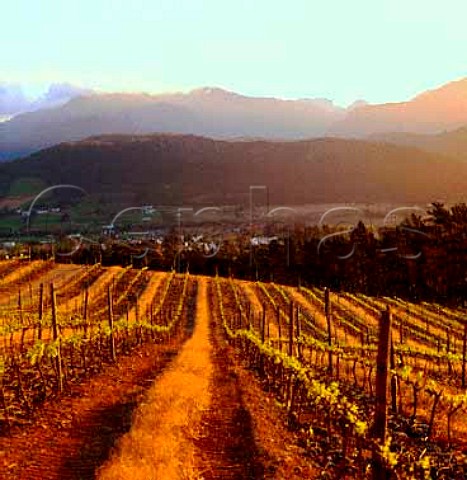 Dieu Donne Vineyards in the Franschhoek Valley Cape   Province South Africa Paarl WO