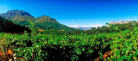 Thelema Mountain Vineyards Stellenbosch Cape   Province South Africa   Stellenbosch WO