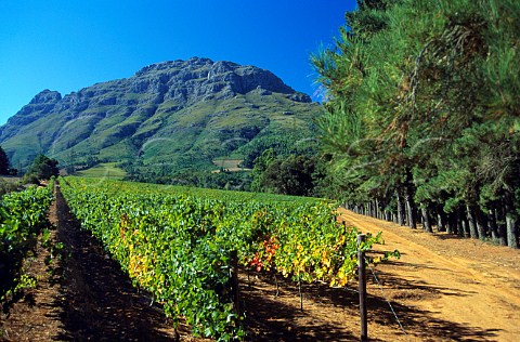 Thelema Mountain Vineyards   Stellenbosch Cape Province   South Africa Stellenbosch WO