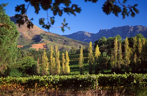 Thelema Mountain Vineyards Stellenbosch Cape Province South Africa Stellenbosch