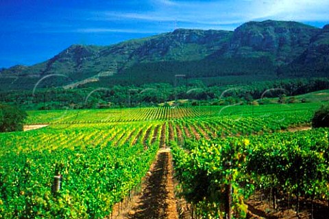 Klein Constantia vineyards with   Constantiaberg beyond   Constantia   South Africa  Constantia WO