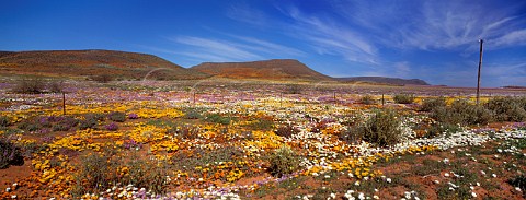 Flowers in the desert after rain Nieuwoudtville Northern Cape South Africa