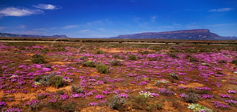 Flowers in the desert after rain Nieuwoudtville Northern Cape South Africa