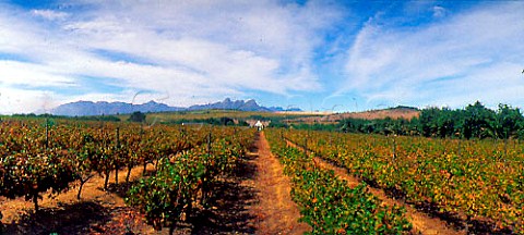 Meerlust Estate with the Helderberg Mountain in the   distance Stellenbosch South Africa