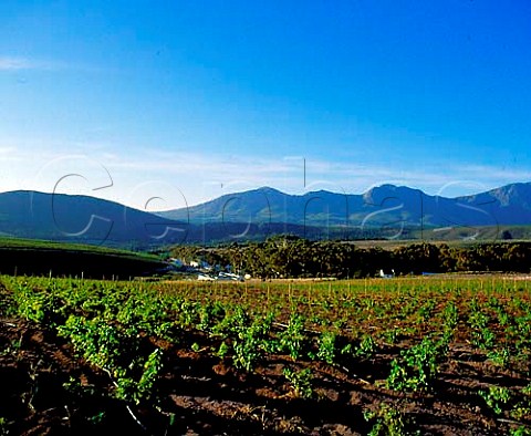 Hamilton Russell Vineyards in the HemelenAarde   Valley near Hermanus Cape Province South Africa   Walker Bay