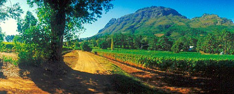 Thelema Mountain Vineyards Stellenbosch   Cape Province South Africa
