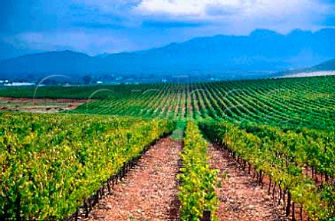 Vineyard of De Wetshof Estate   Robertson Cape Province South Africa