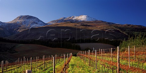 Paul Cluver Estate vineyard with the Groenlandberg beyond high in the hills of the Elgin region   South Africa