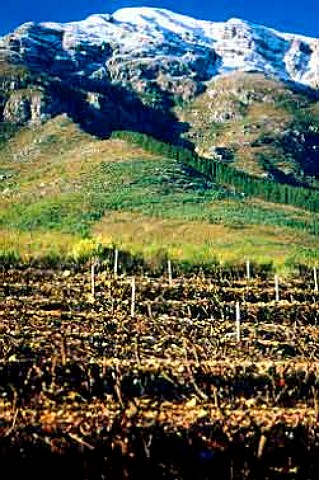 Dieu Donn vineyards with the snow  dusted Wemmershoek Mountains beyond  Franschhoek South Africa  Paarl WO