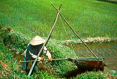 Irrigation of rice paddy Da Nang   Vietnam