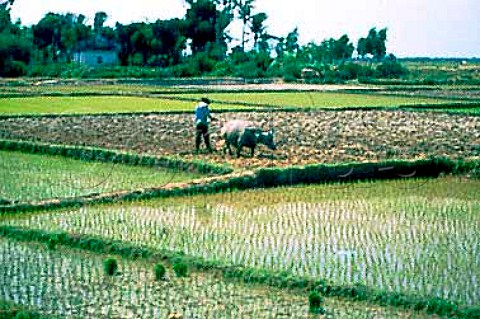 Ploughing rice paddy with ox   Da Nang   Vietnam