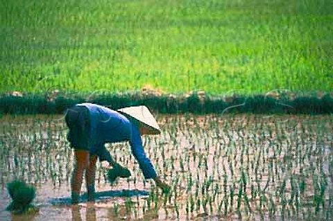 Planting rice in the Mekong Delta   Vietnam