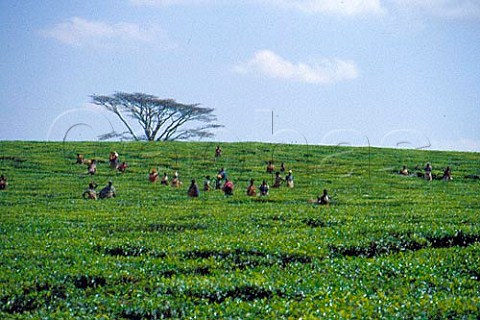 Pickers in tea plantation near Mulanje Malawi