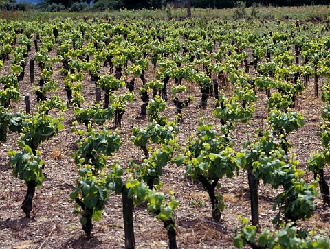 Vineyard near Ancenis LoireAtlantique France  CoteauxdAncenis