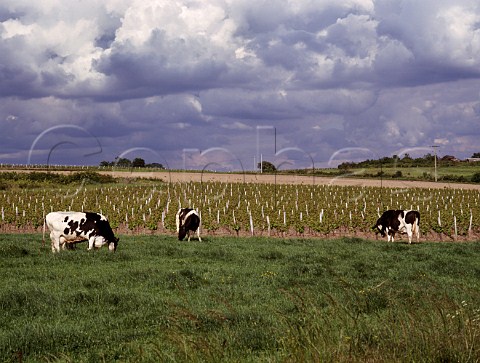 Vineyard near Chaume MaineetLoire France  QuartsdeChaume