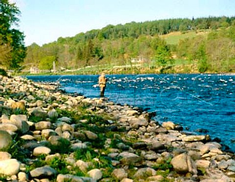 Salmon fishing on the River Spey at Aberlour   Scotland