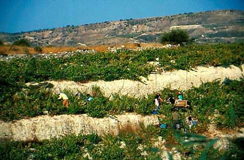 Harvesting grapes in vineyard in the   Troodos foothills Cyprus