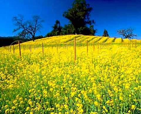 Mustard flowering in early spring in  vineyard of Rubicon Estate formerly Niebaum   Coppola Rutherford Napa Valley California
