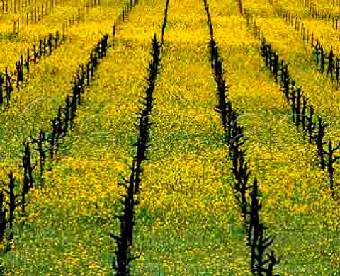 Mustard flowering in Cabernet Sauvignon vineyard on   the Silverado Trail Napa Valley California