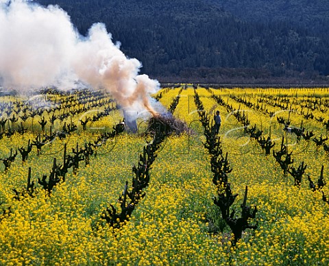 Burning prunings amidst the springtime mustard in a Cabernet Sauvignon vineyard on the Silverado Trail Napa Valley California