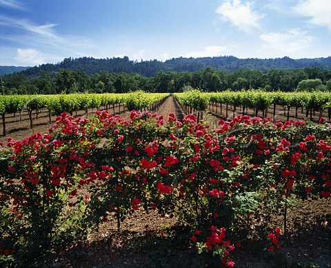 Roses are planted along edges of vineyard to detect   early disease that may attack the vines Silverado   Trail Napa Co California