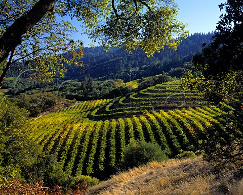 Vineyard above the valley floor Oakville Napa Valley California