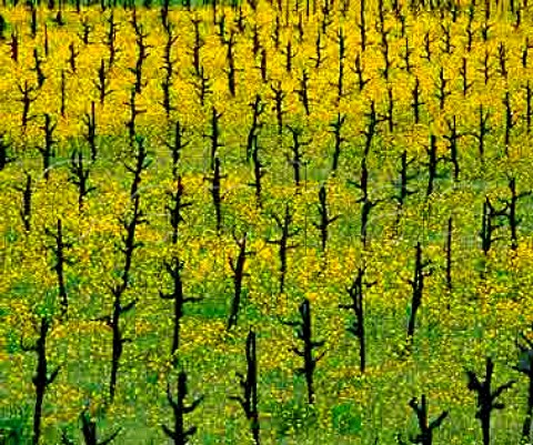 Mustard flowering in early spring in vineyards along   the Silverado Trail Napa Valley California