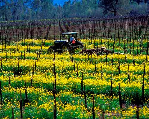 Ploughing under wild mustard as fertilizer in   early Spring in vineyards along the Silverado Trail   Napa Valley California