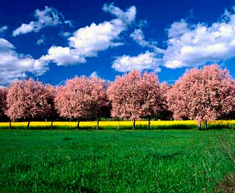 Early spring in the Napa Valley Flowering peach   trees by vineyard full of mustard  California USA