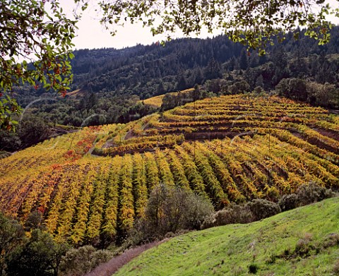 Vineyard above the valley floor near  Oakville Napa Co California