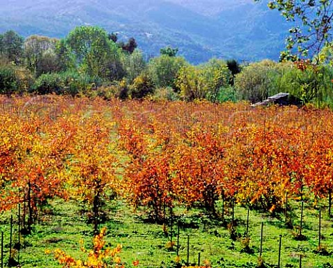 Autumn colours in vineyards along the Silverado   Trail Napa Valley California
