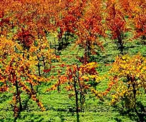 Autumn colours in vineyards along the Silverado   Trail Napa Valley California