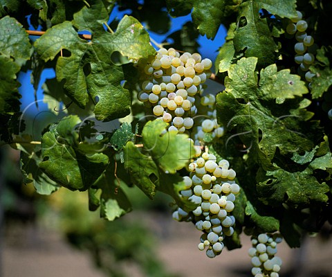 Colombard grapes