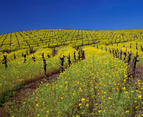 Springtime mustard in flower in vineyard in the Carneros region Napa Valley California