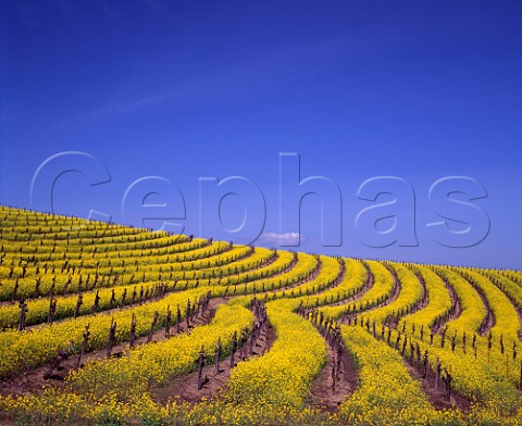 Springtime mustard in flower in vineyard  Napa California Carneros AVA