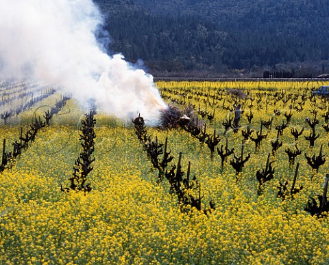 Burning prunings amidst the spring mustard in a Cabernet Sauvignon vineyard on the Silverado Trail Napa Valley California