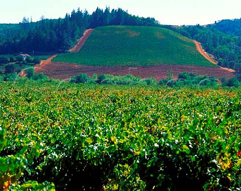 Vineyards in Dry Creek Valley Sonoma Co   California USA