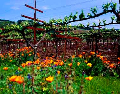 Californian Poppies the state flower   Kenwood Vineyards Kenwood Sonoma Co   California