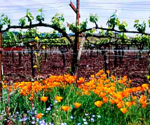 Californian Poppies the state flower   Kenwood Vineyards Kenwood Sonoma Co California    Sonoma Valley