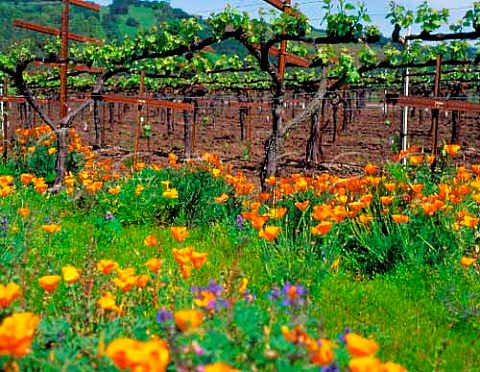 Californian Poppies the state flower Kenwood   Vineyards Kenwood Sonoma Co California