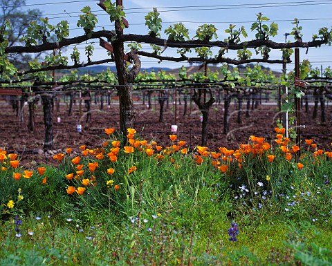 Californian Poppies the state flower in Kenwood Vineyards Kenwood Sonoma Valley California