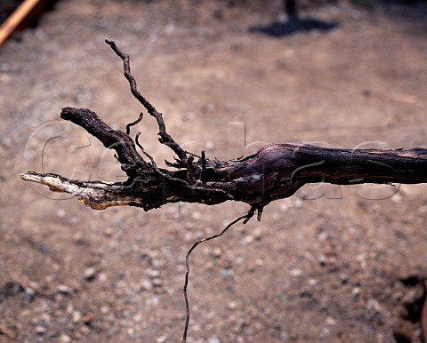 Vine roots damaged by phylloxera