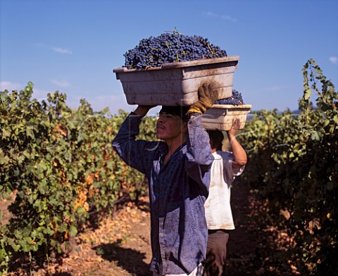 Harvesting Merlot grapes in vineyard of Frogs Leap   Winery Rutherford Napa Valley California