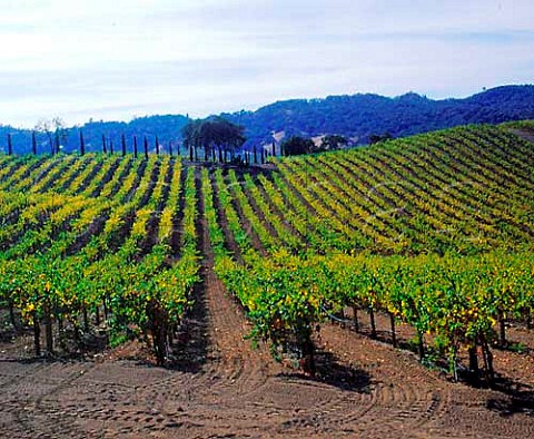 Merola Vineyards in the Alexander Valley Sonoma Co   California USA