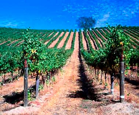 Le Colline Biagi vineyard  Cabernet Sauvignon   vines Sonoma Co California Alexander Valley