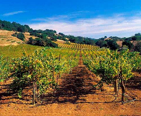 Hanna Vineyards in the Alexander Valley Sonoma Co   California
